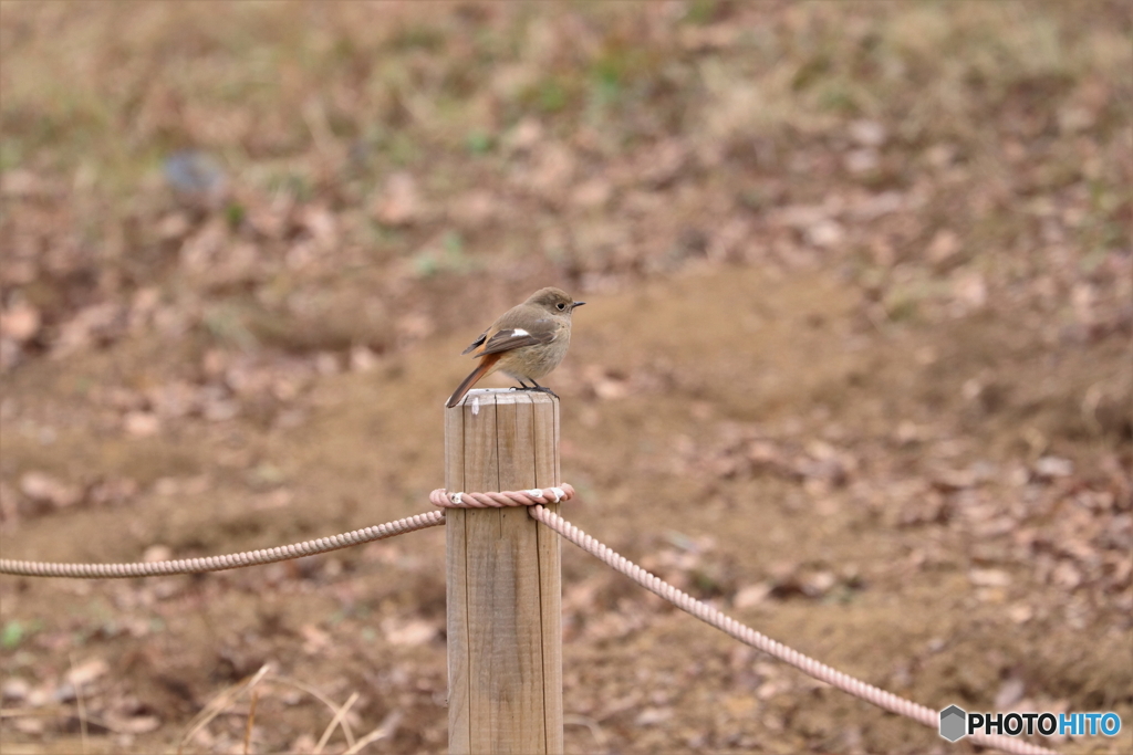 野鳥