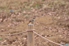 野鳥