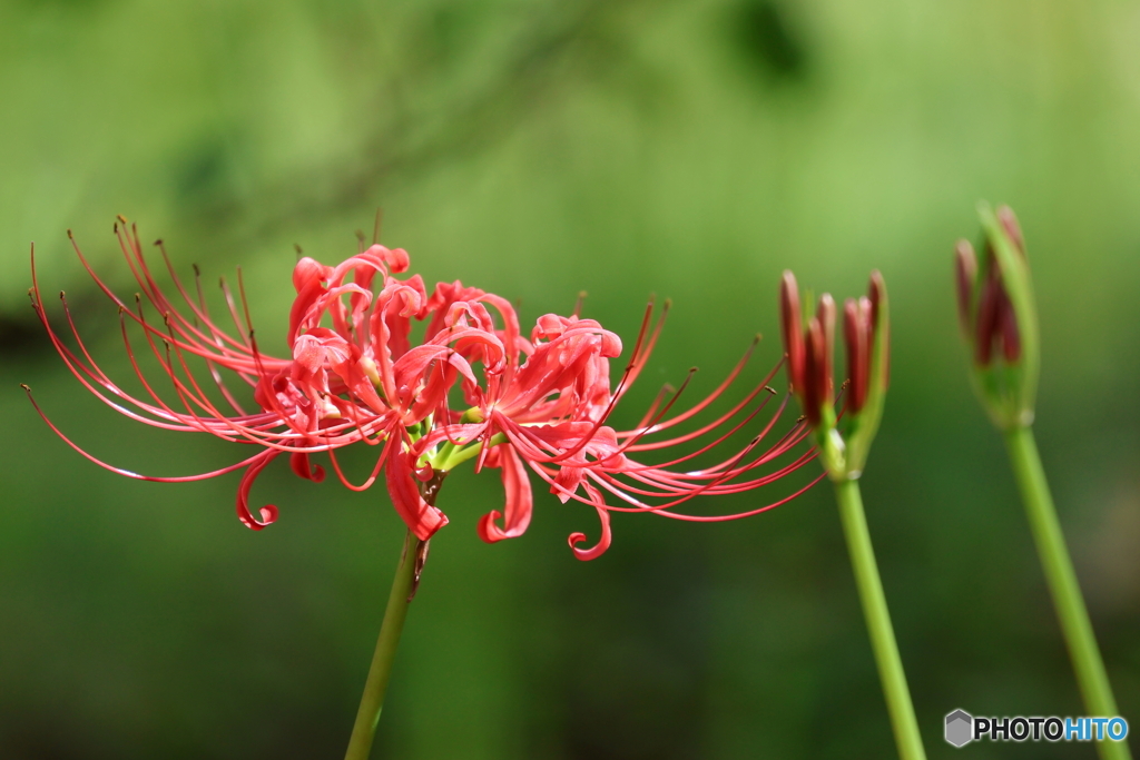 郷土の森