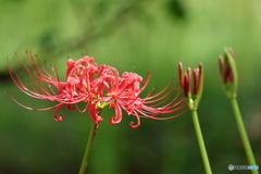 郷土の森