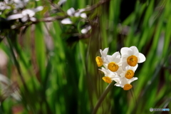 街に咲く花