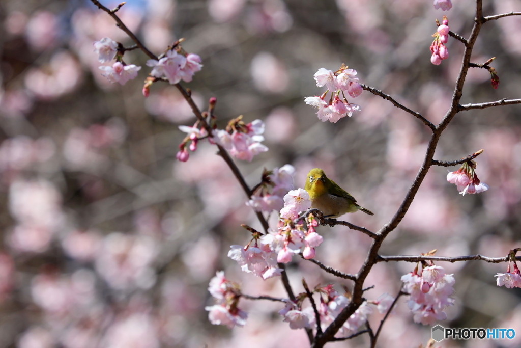 野鳥