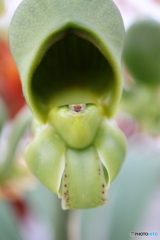 神代植物公園