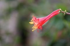 お花