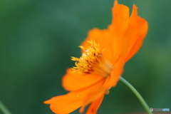 街に咲く花 街に咲く花