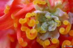 神代植物公園