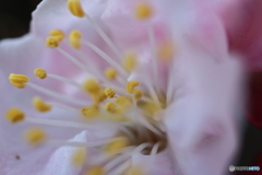 街に咲く花