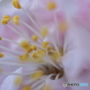 街に咲く花