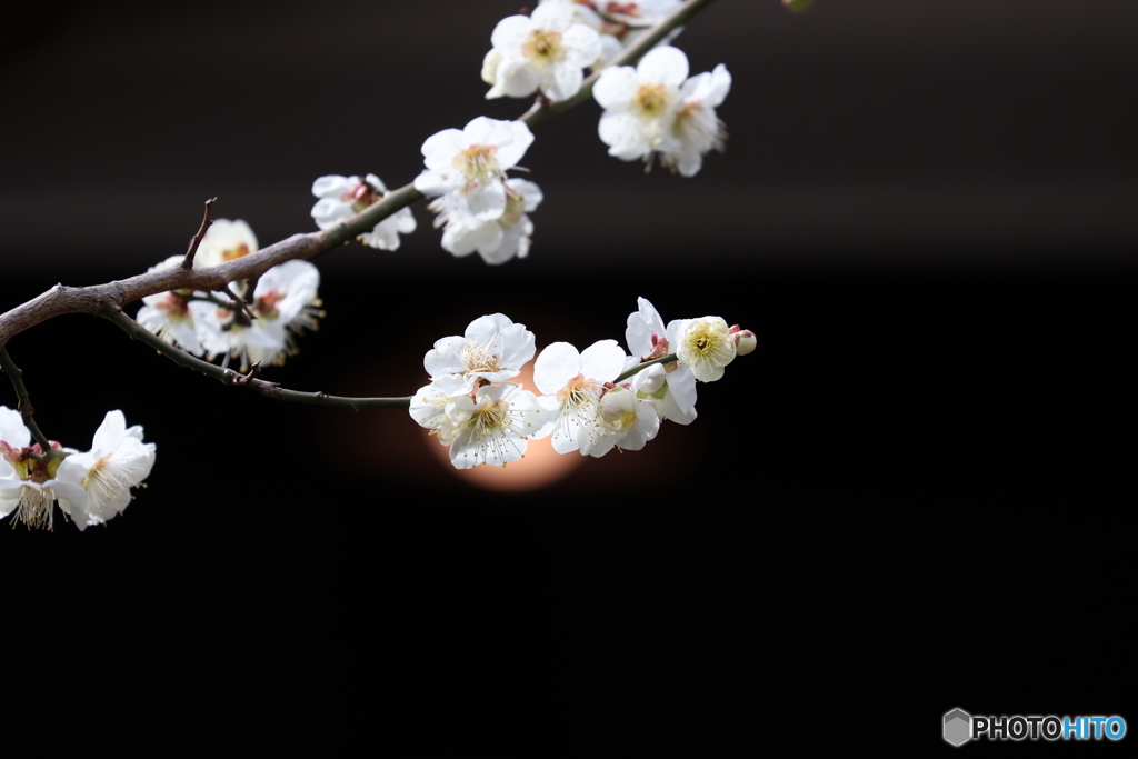 郷土の森