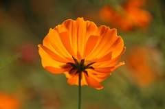 キバナコスモス