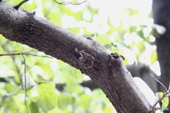 蝉