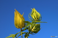 街に咲く花