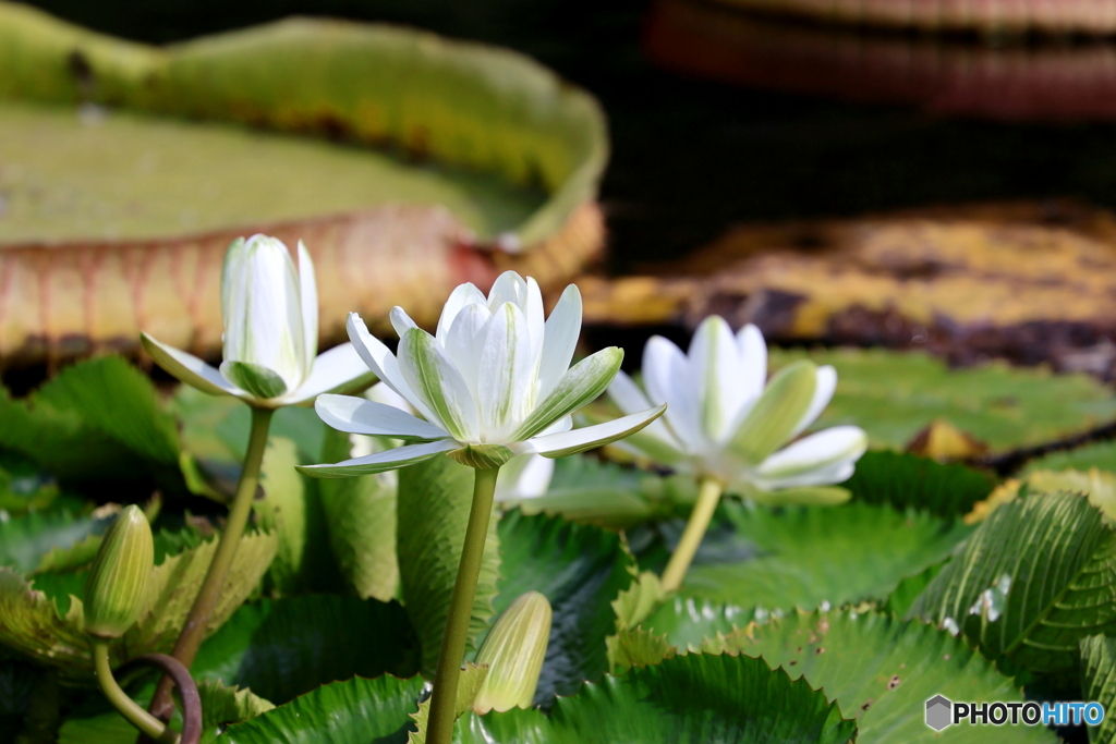 神代植物公園