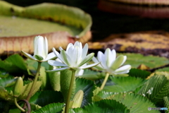 神代植物公園