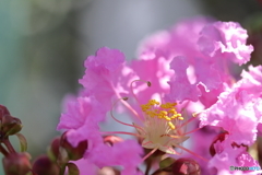 街に咲く花