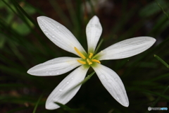 街に咲く花