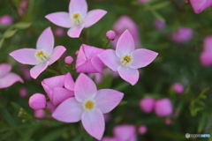 街に咲く花