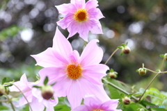 神代植物公園