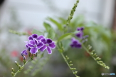 街に咲く花