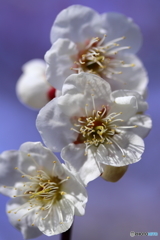 郷土の森