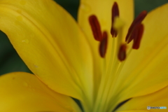 街に咲く花