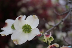 街に咲く花
