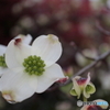 街に咲く花