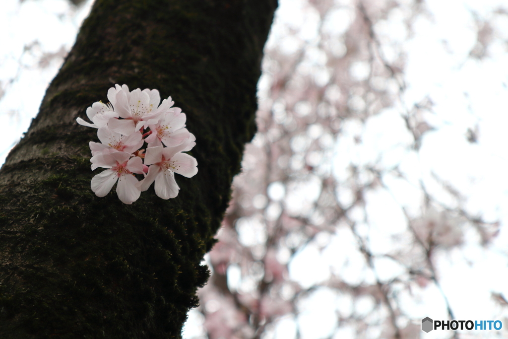 街に咲く花