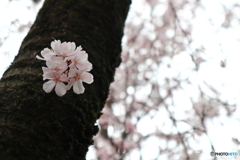 街に咲く花