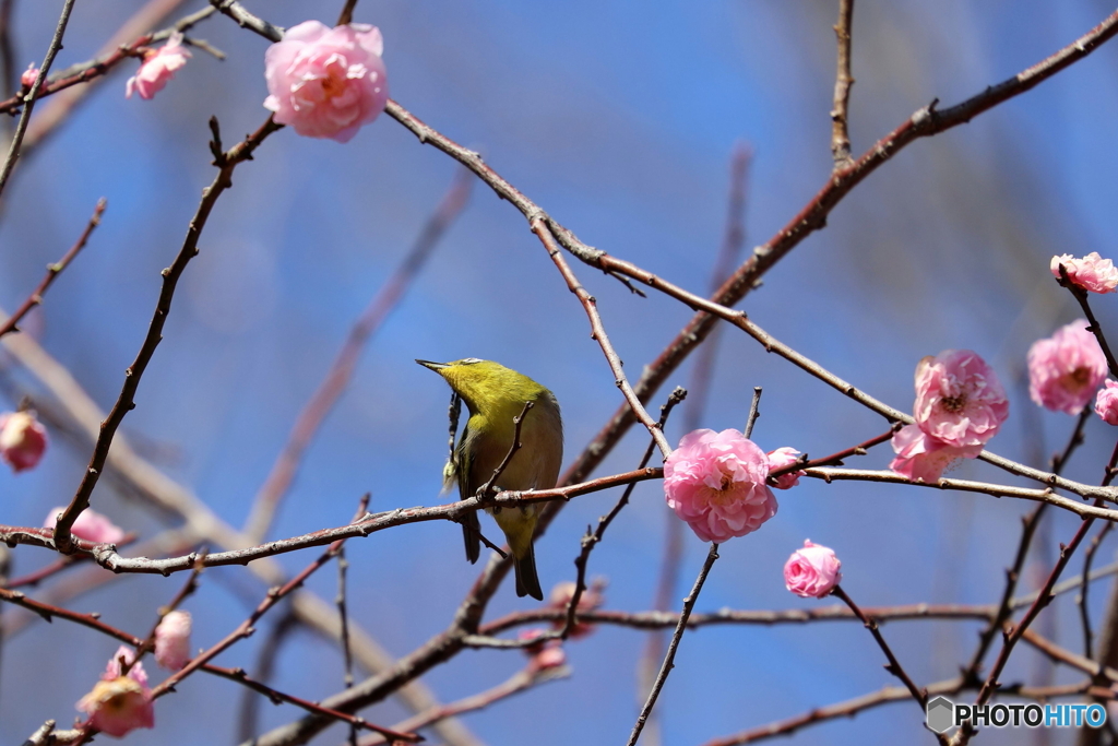 郷土の森