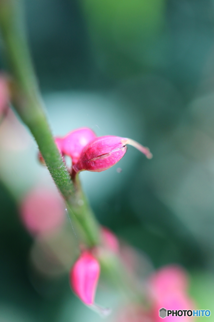 街に咲く花