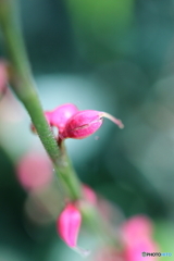 街に咲く花