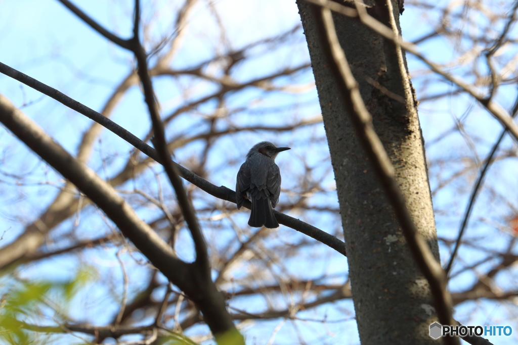 野鳥