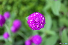 街に咲く花