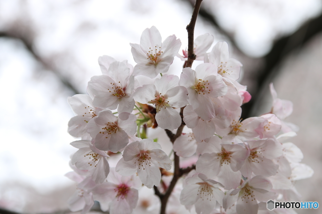 桜
