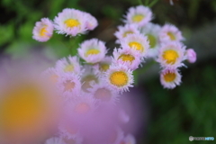 街に咲く花