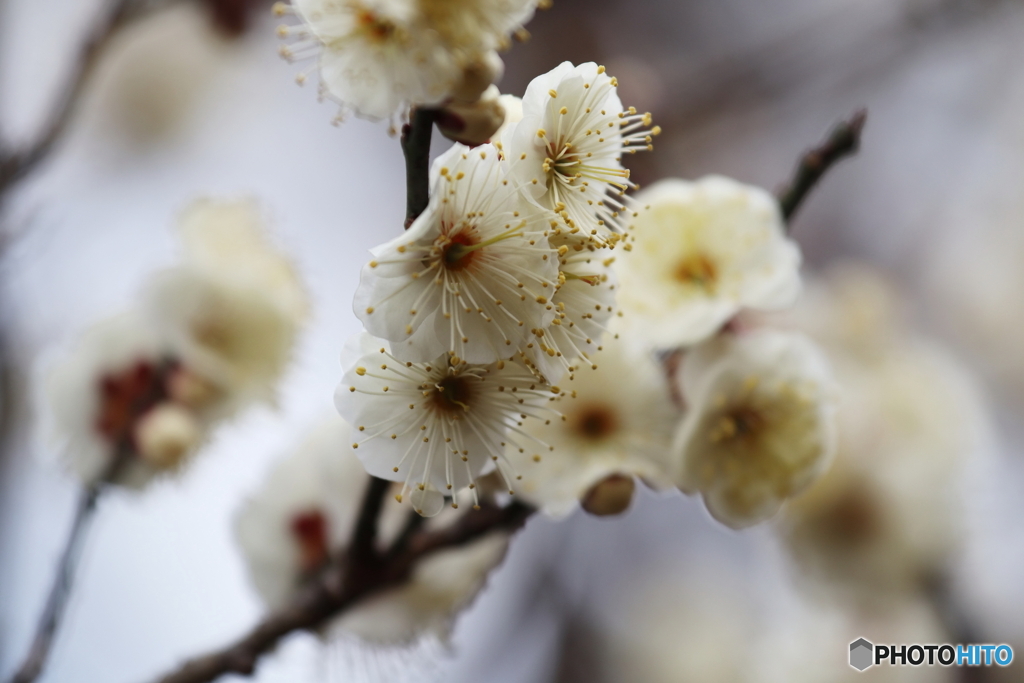 梅の花