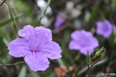 街に咲く花