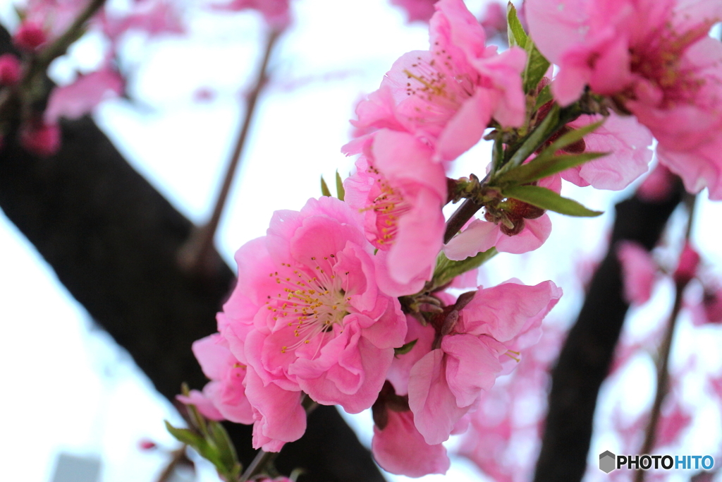 街に咲く花