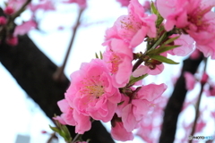 街に咲く花