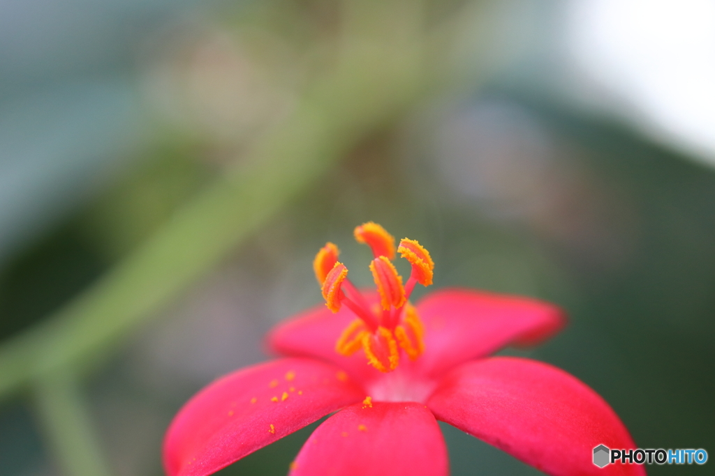 神代植物公園