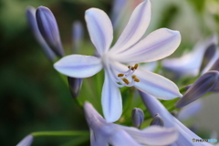 街に咲く花
