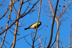 シジュウカラ