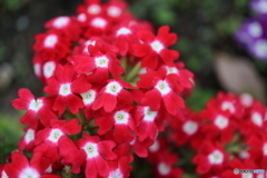 街に咲く花