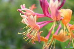 街に咲く花