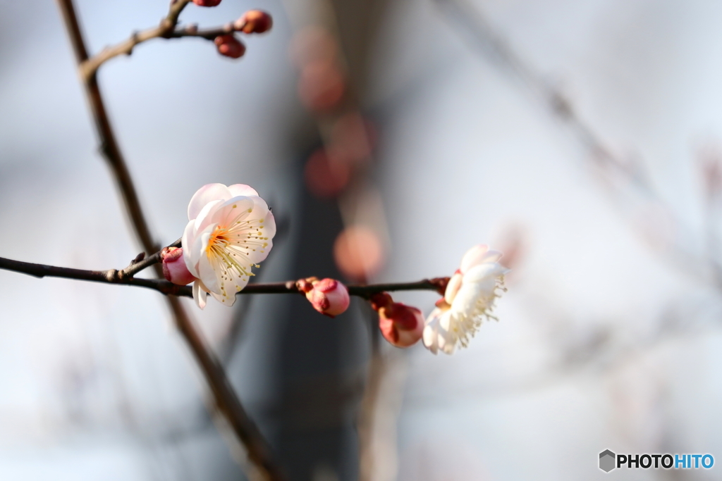 街に咲く花