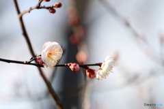 街に咲く花