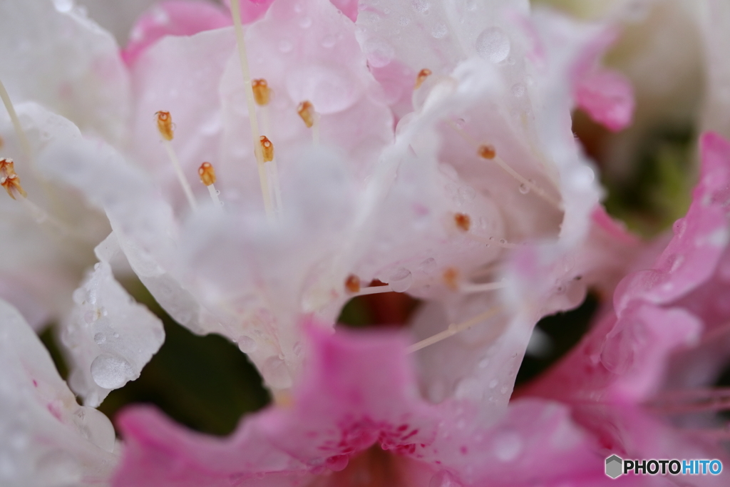 街に咲く花