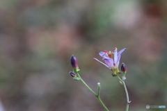 街に咲く花