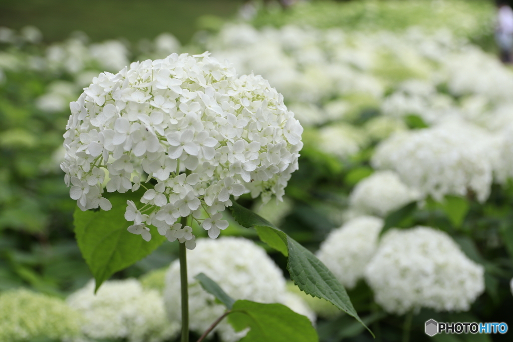 紫陽花